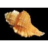 9726 6 cymalium pyrum