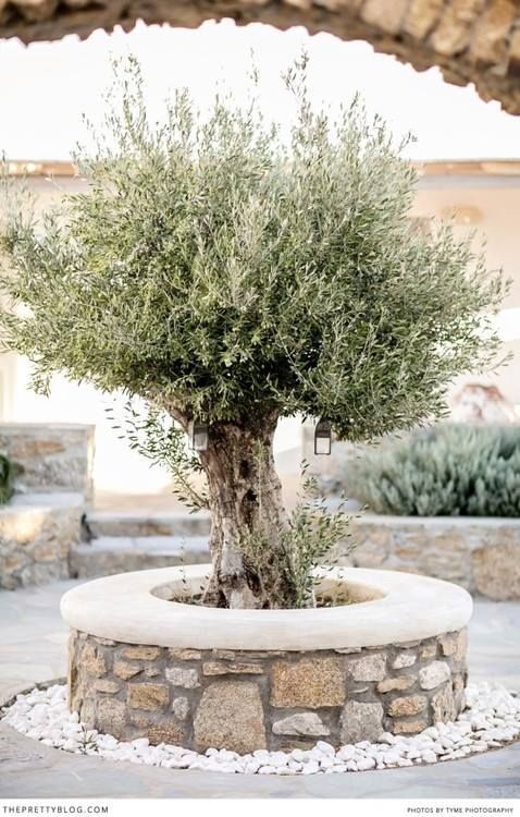 Olea Europea (Olivovník Európsky)