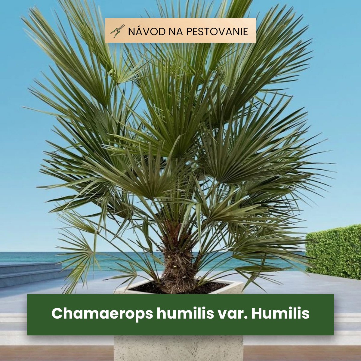 Chamaerops Humilis var. Humilis