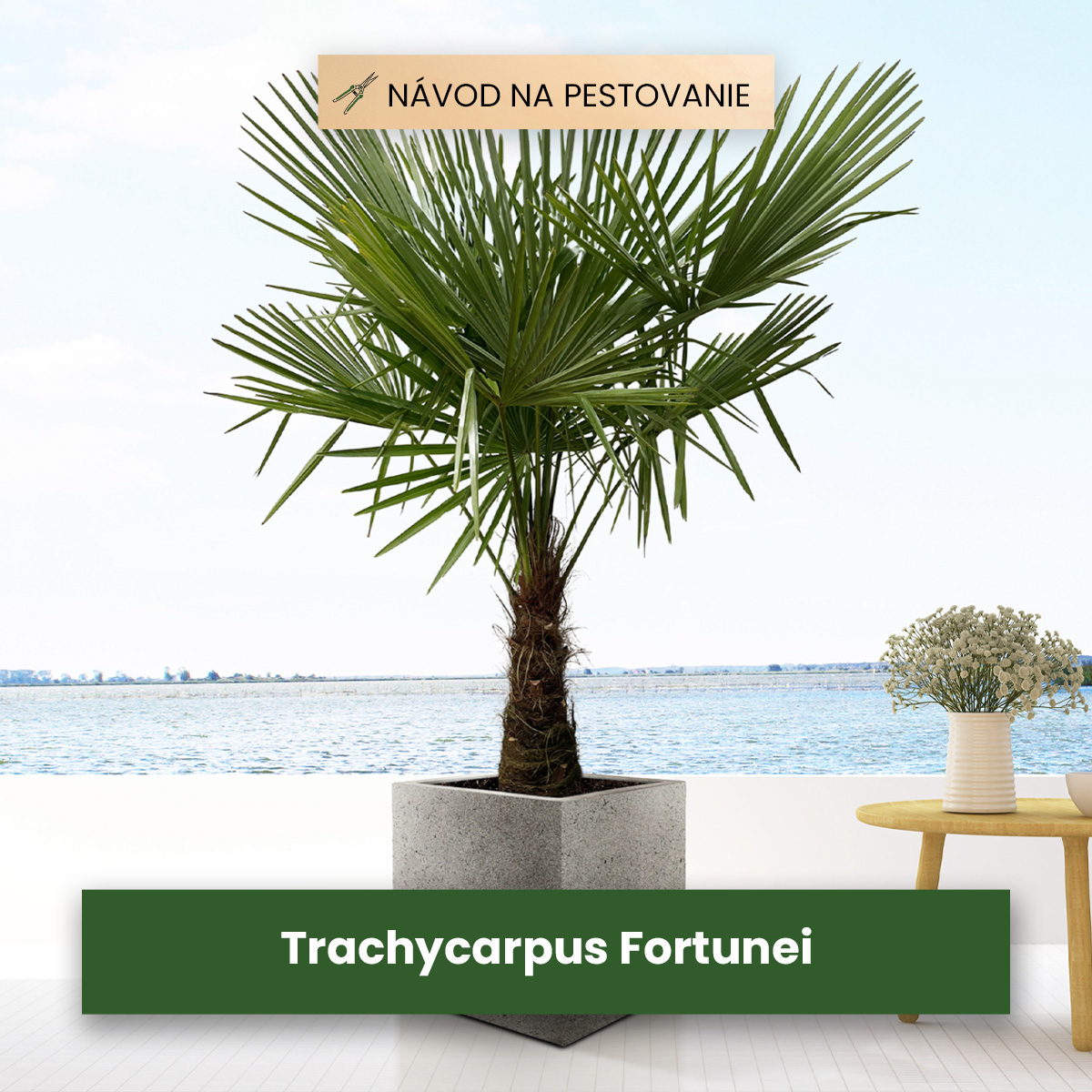 Trachycarpus Fortunei: