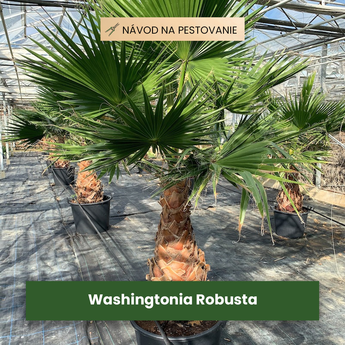 Washingtonia Robusta: