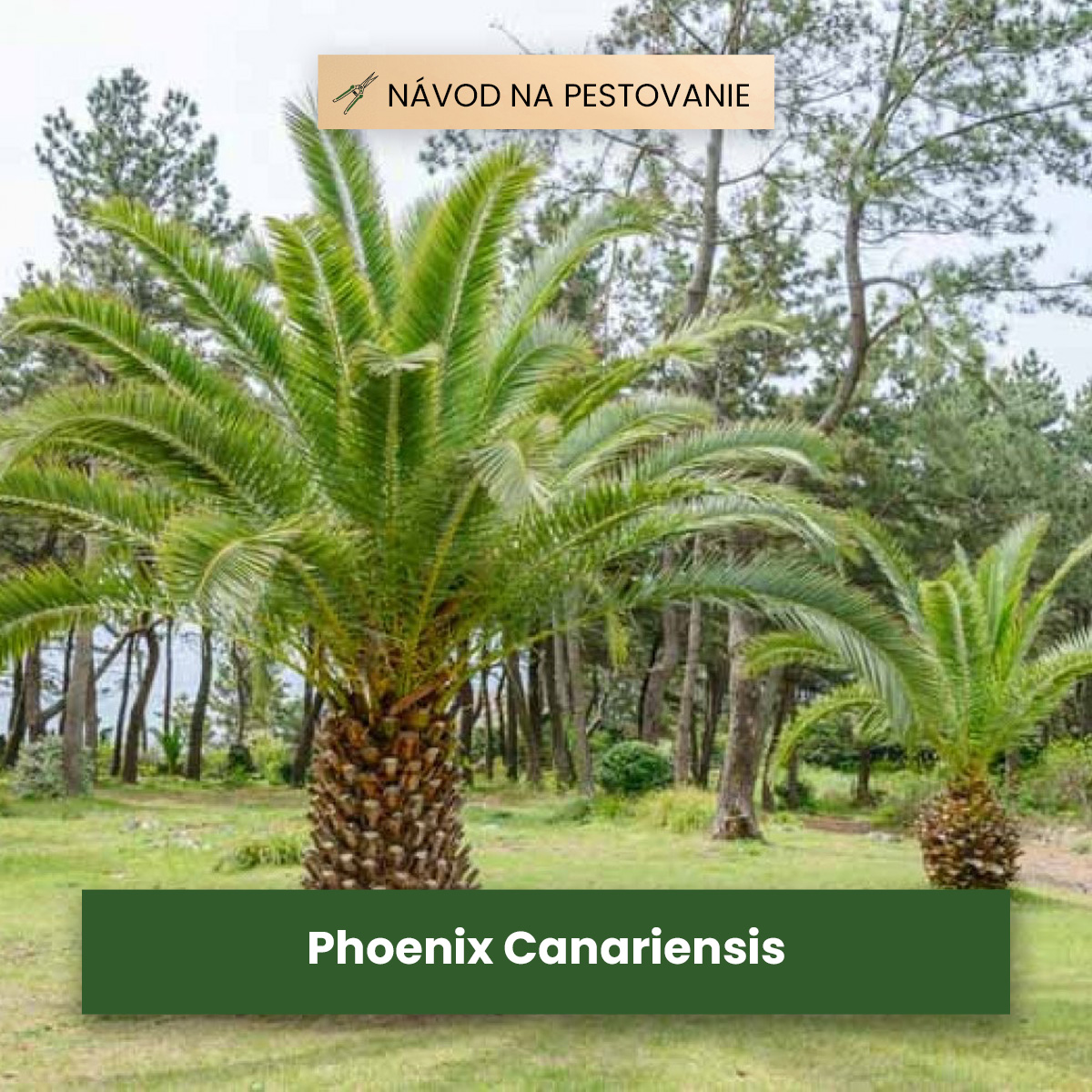 Phoenix Canariensis