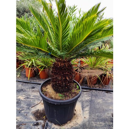 Cycas Revoluta (Cykas Japonský)