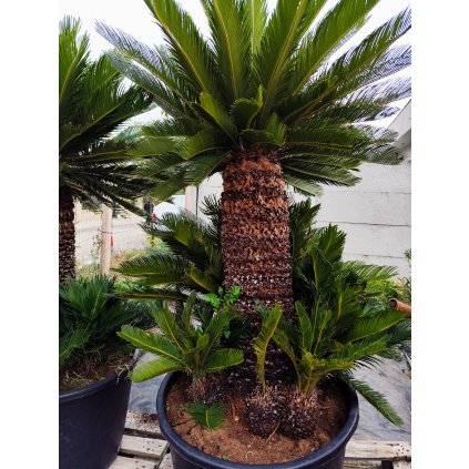Cycas Revoluta (Cykas Japonský)
