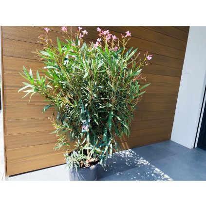 Nerium Oleander (Ružová) celková výška 100/120cm