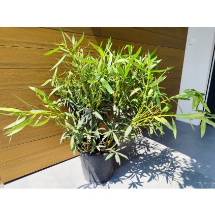 Nerium Oleander (Biela) celková výška 100/120cm