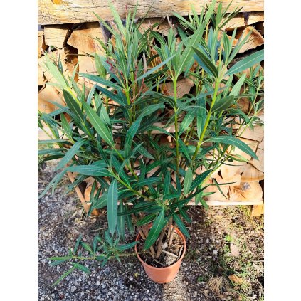 Nerium Oleander (Cyklaménová/červená) celková výška 60/80cm