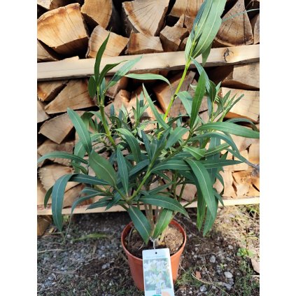 Nerium Oleander (Biela) celková výška 40/60cm