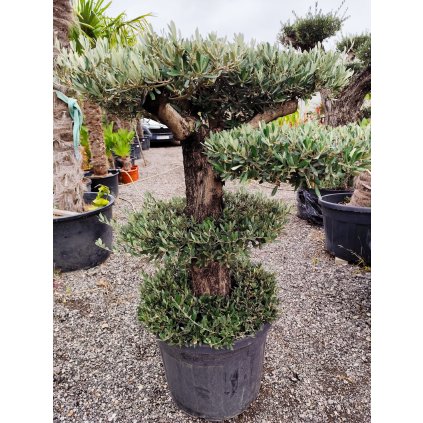 Olivovník Európsky - Bonsai