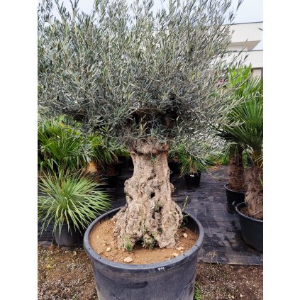 Olivovník Európsky Pata bonsai