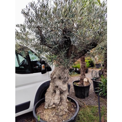 Olivovník Európsky Pata bonsai celková výška 200/250cm