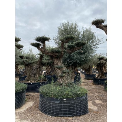 Olivovník Európsky - Bonsai Exemplar