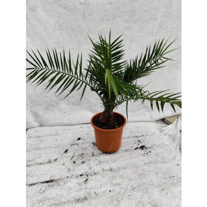 Phoenix Canariensis , celková výška 70/80cm