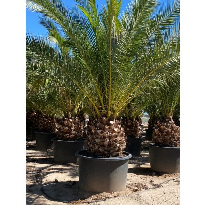 Phoenix Canariensis , kmeň 70/90 cm,celková výška 300/350cm