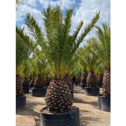 Phoenix Canariensis , kmeň 100/150 cm,celková výška 350/450cm