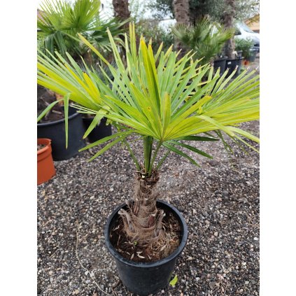 Trachycarpus Fortunei kmeň 20/30cm celková výška 100/110cm