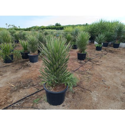 Yucca Filifera výška 80/100 cm
