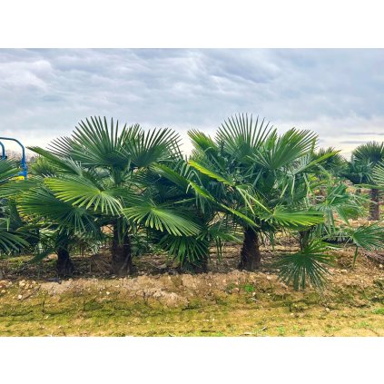 Trachycarpus Fortunei kmeň 60/80cm voľnokorený