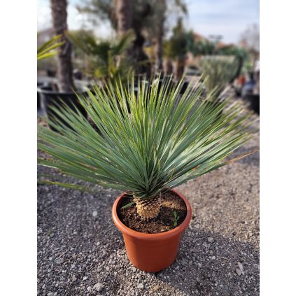 Yucca Rostrata 50/60cm