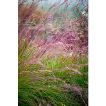 Festuca walberla 16.06.2023 3 2 Kopiowanie