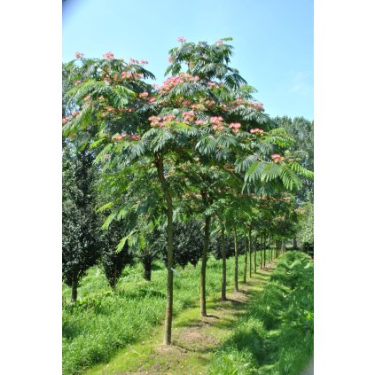 albizia julibrissin ombrella boubri