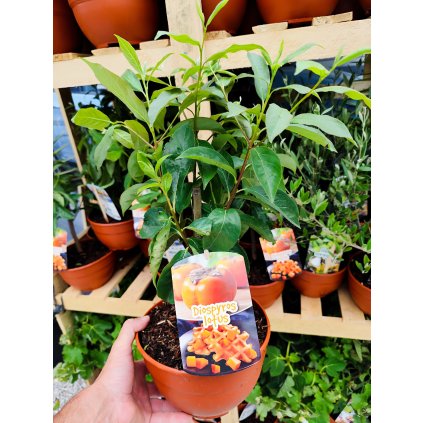 Hurmikaki(Diospyros Kaki) v teracote
