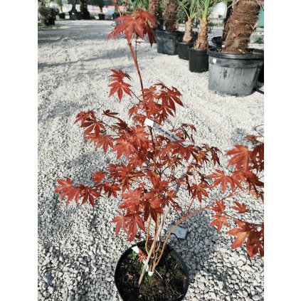 Acer Palmatum " Atropurpureum" 80/90 cm