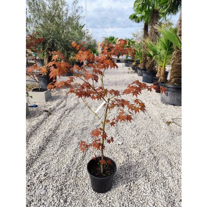 Acer Palmatum " Atroopurpureum" 110/120 cm