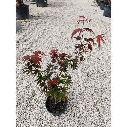 Acer Palmatum " Moonfire " 70/80 cm