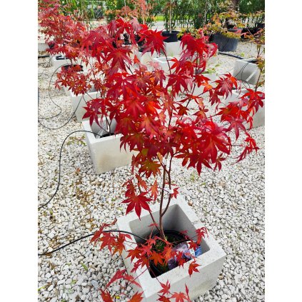 Acer Palmatum " Fireglow " 70/80cm