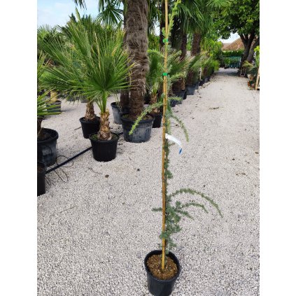 Cedrus Atlantica "Glauca Pendula " Clt 10