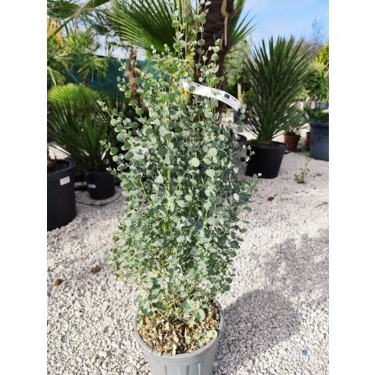 Eukalyptus " Gunni" bush clt 10