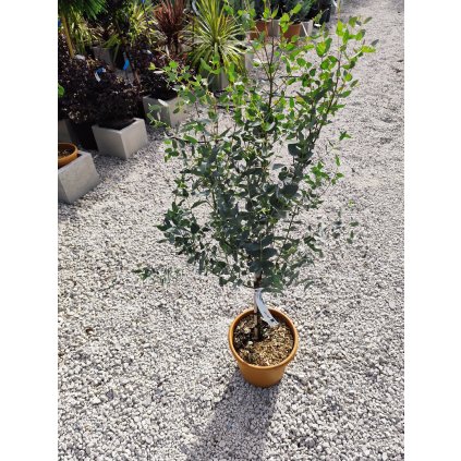 Eukalyptus " Gunni" Cagire Azura LV9