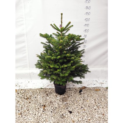 Normandská jedlička v kvetinači výška 130/150cm