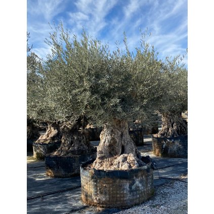 Olivovník Európsky(Olea Europaea) kmeň-obvod 200/250cm
