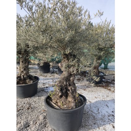 Olivovník Európsky(Olea Europaea) kmeň obvod 150/200cm