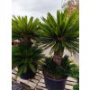 Cycas Revoluta (Cykas Japonský)