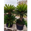 Cycas Revoluta (Cykas Japonský)