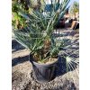 Chamaerops Humilis var. Cerifera 60/80cm