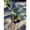 Chamaerops Humilis var. Cerifera 60/80cm