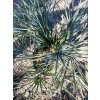 Chamaerops Humilis var. Cerifera 60/80cm