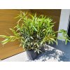 Nerium Oleander (Biela) celková výška 100/120cm