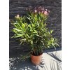 Nerium Oleander (Ružová) celková výška 80/100cm