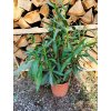 Nerium Oleander (Biela) celková výška 60/80cm