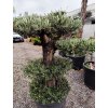 Olivovník Európsky - Bonsai