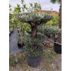 Olivovník Európsky - Bonsai