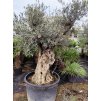 Olivovník Európsky Pata bonsai
