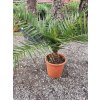 Phoenix Canariensis , celková výška 70/80cm