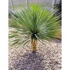 Yucca Rostrata kmeň 40/50 cm