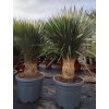 Yucca Rostrata kmeň 40/50 cm